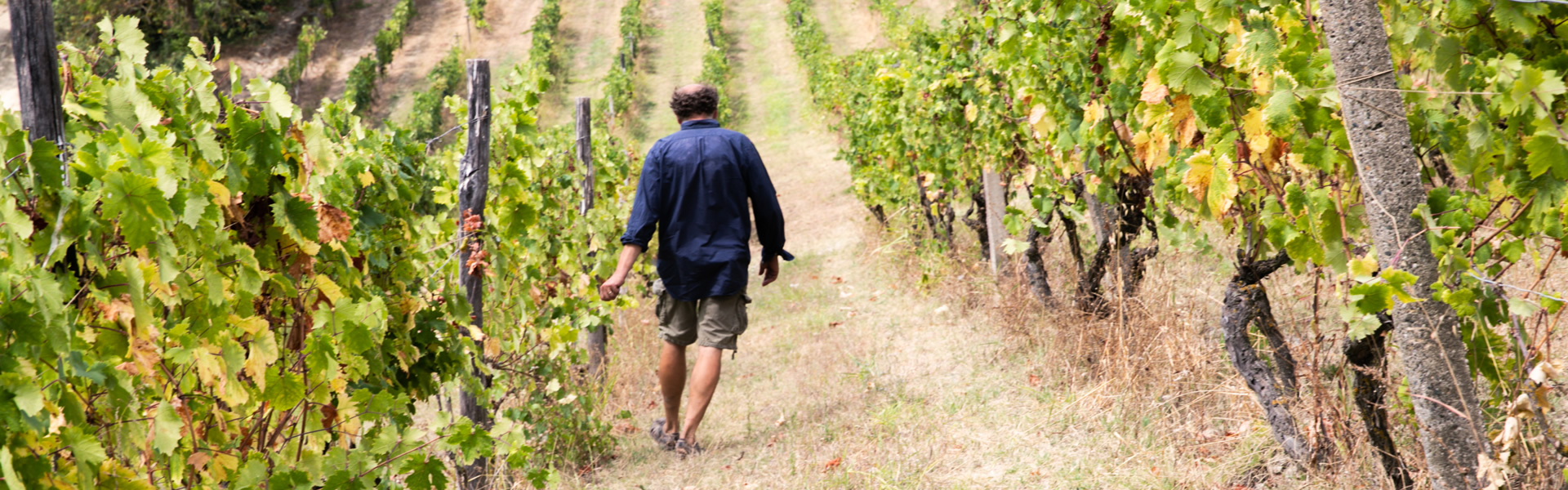 Produzione Vino - Casale Monferrato (AL)