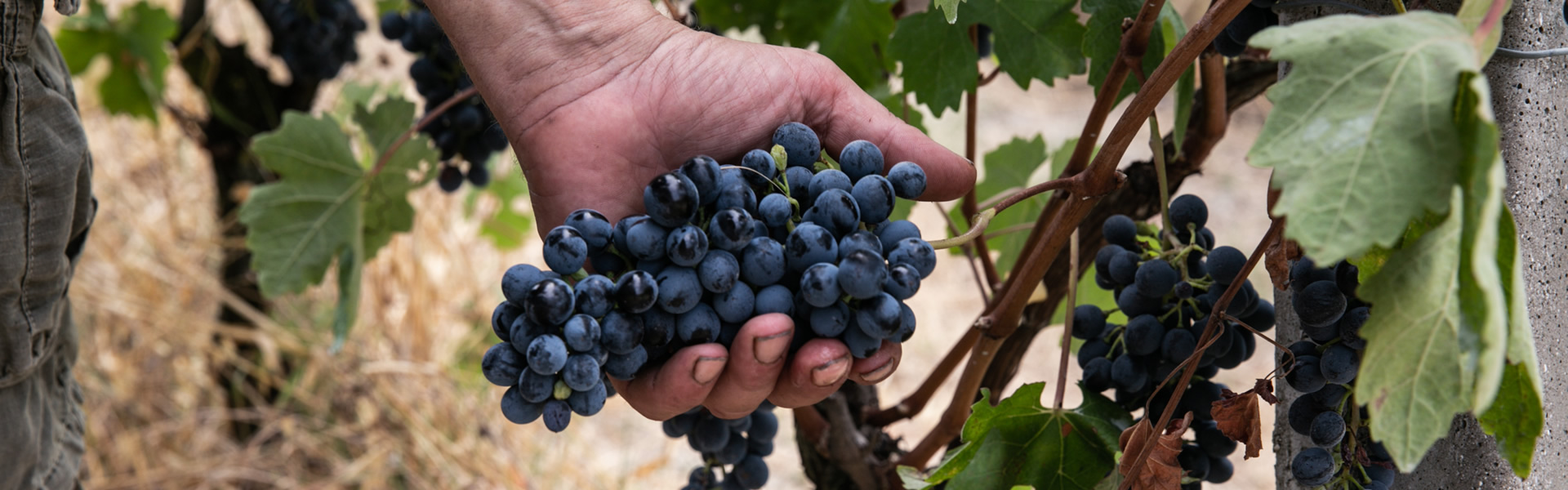 Produzione Vino - Casale Monferrato (AL)