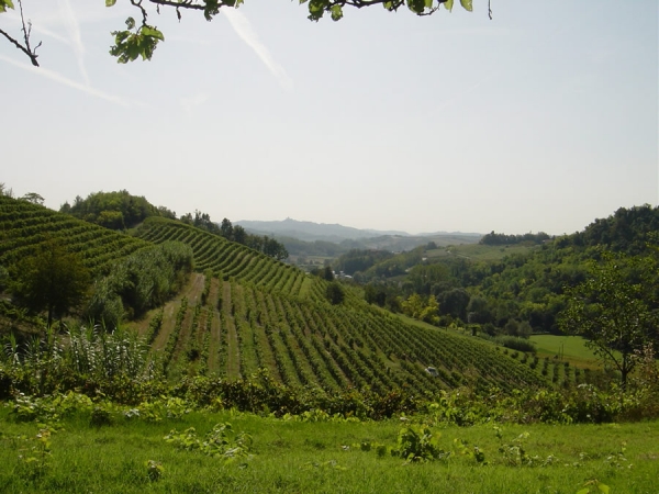 Vinicea | Produzione Vini a Ottiglio (AL)
