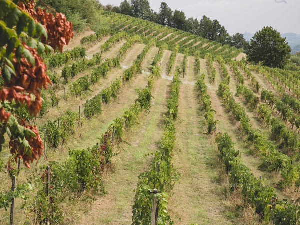 Vinicea | Produzione Vini a Ottiglio (AL)