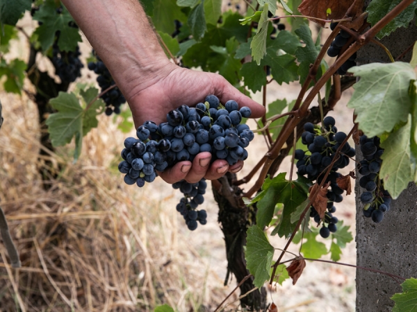 Vinicea | Produzione Vini a Ottiglio (AL)